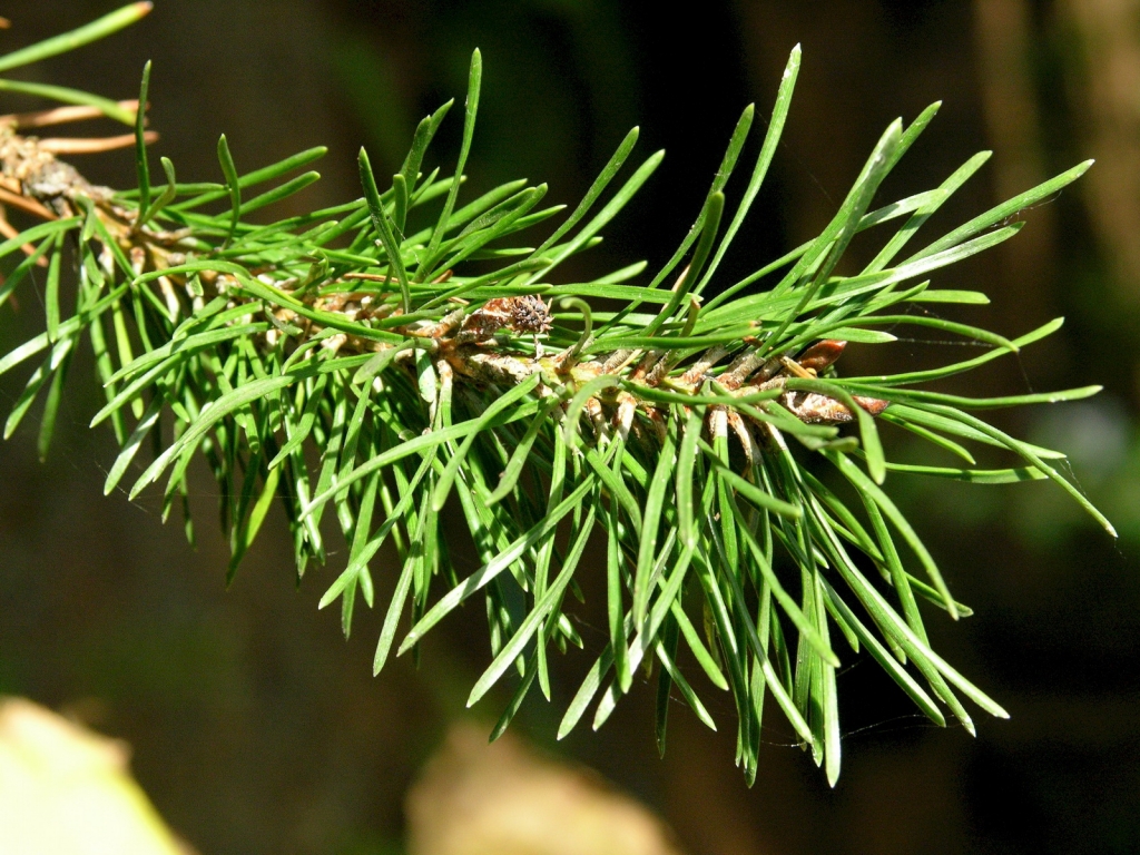 Pinus contorta