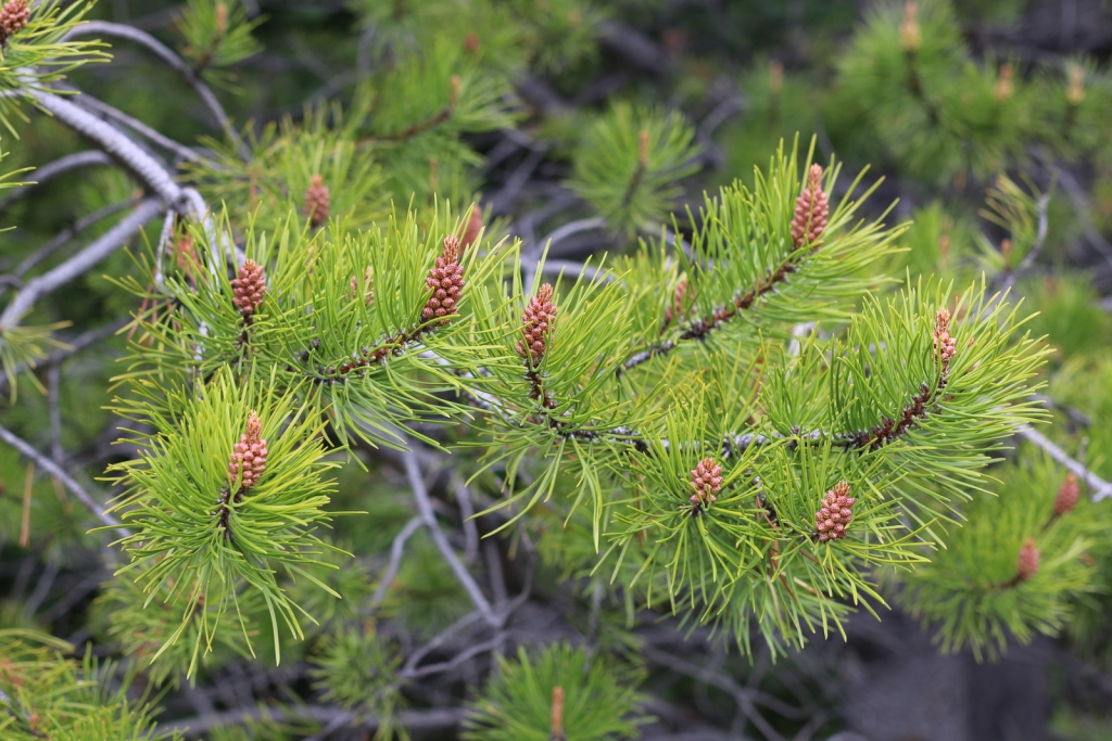 Pinus contorta