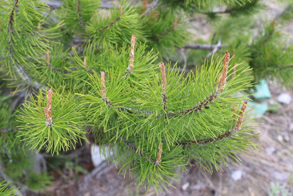 Pinus contorta