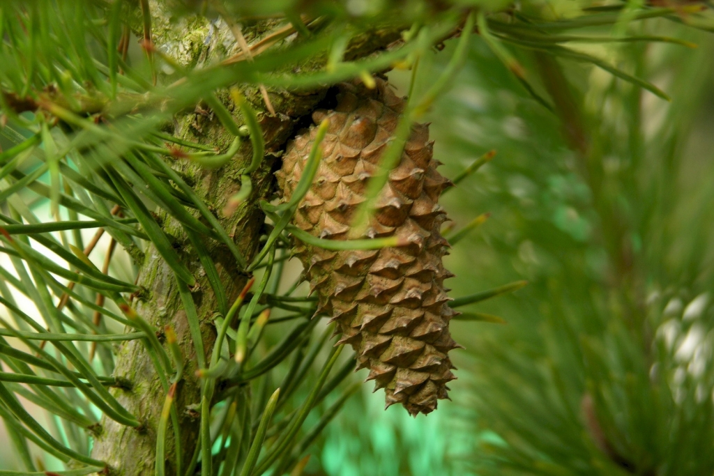 Pinus contorta