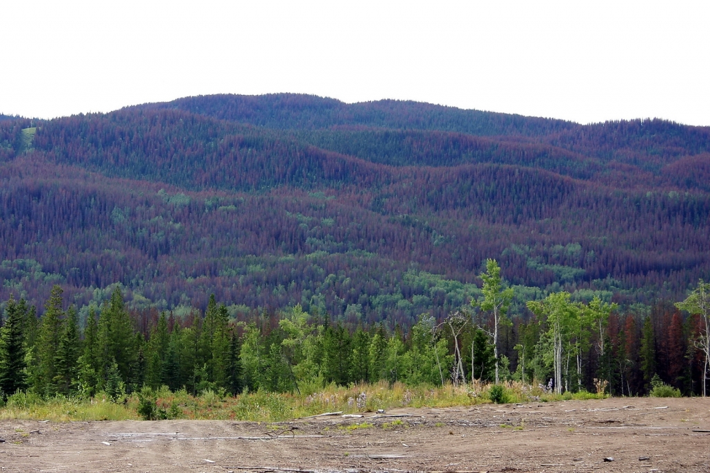 Pinus contorta