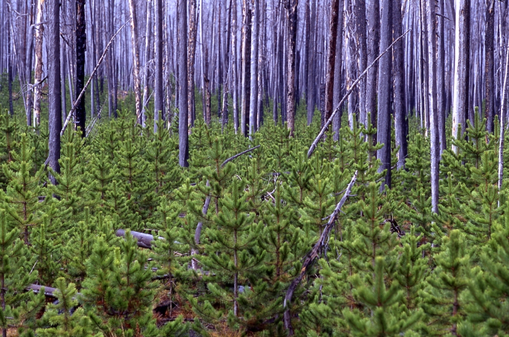Pinus contorta