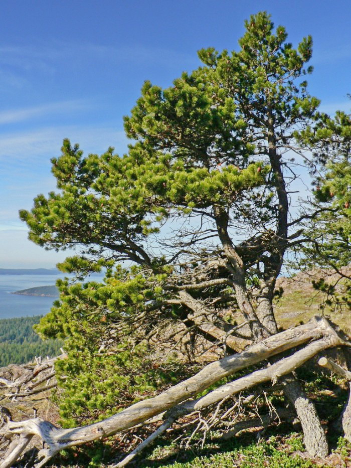 Pinus contorta