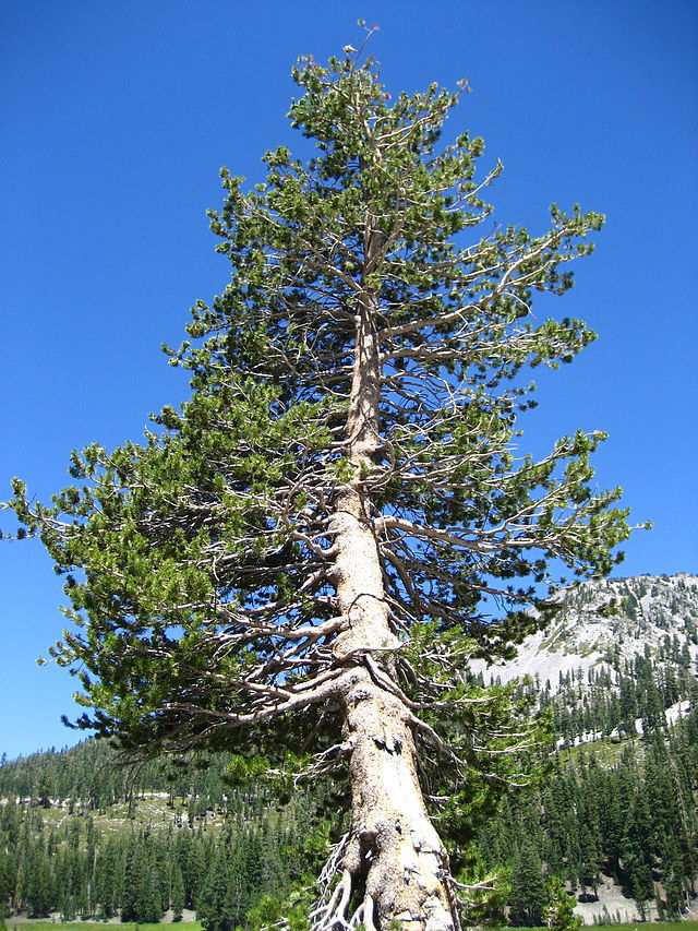 Pinus contorta