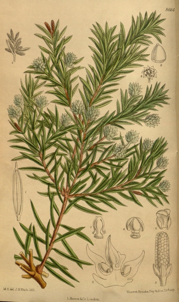 Saxegothaea conspicua