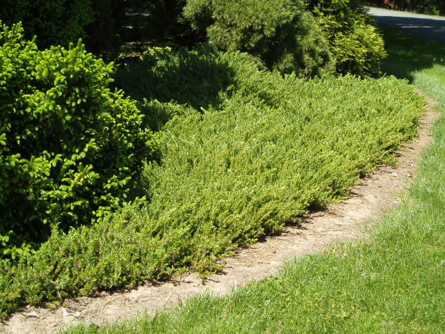 Juniperus conferta