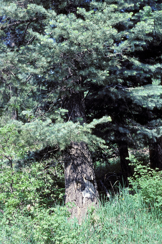 Abies concolor