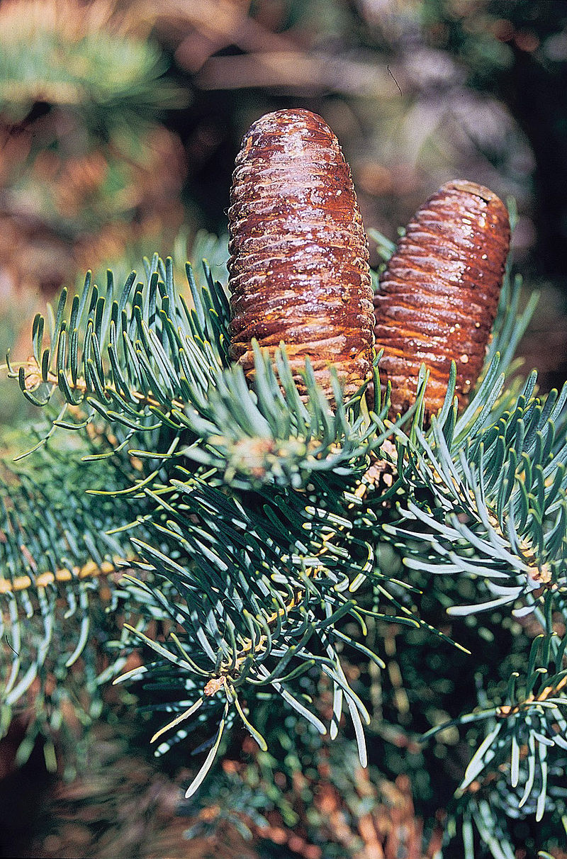 Abies concolor
