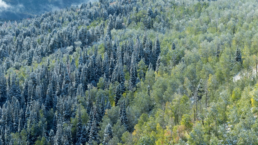 Abies concolor
