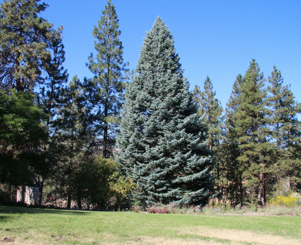 Abies concolor