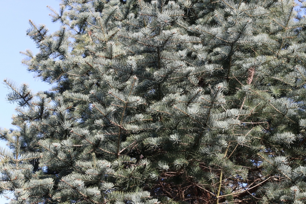 Abies concolor