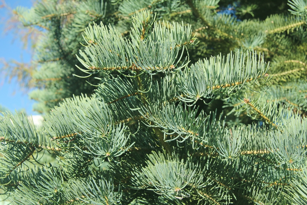 Abies concolor