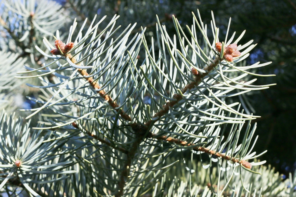 Abies concolor