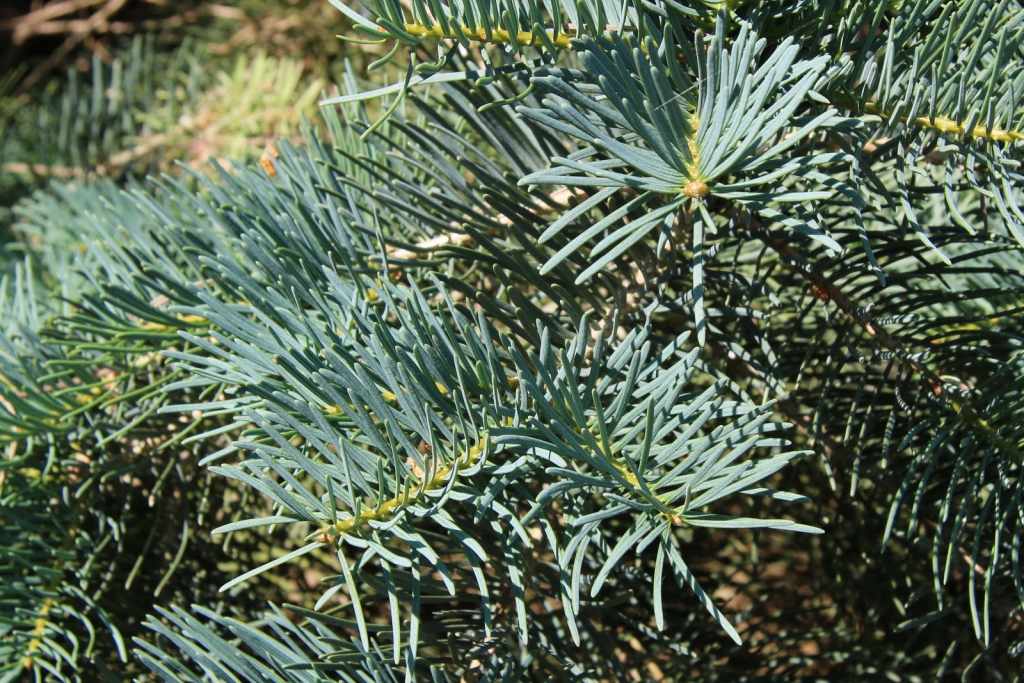 Abies concolor