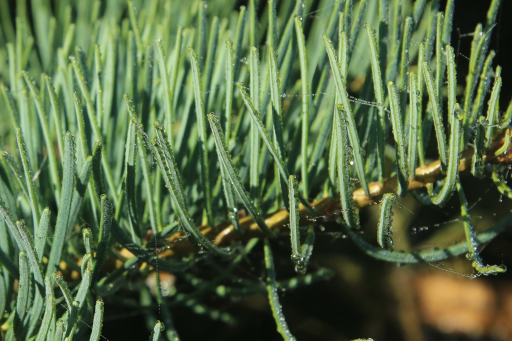 Abies concolor