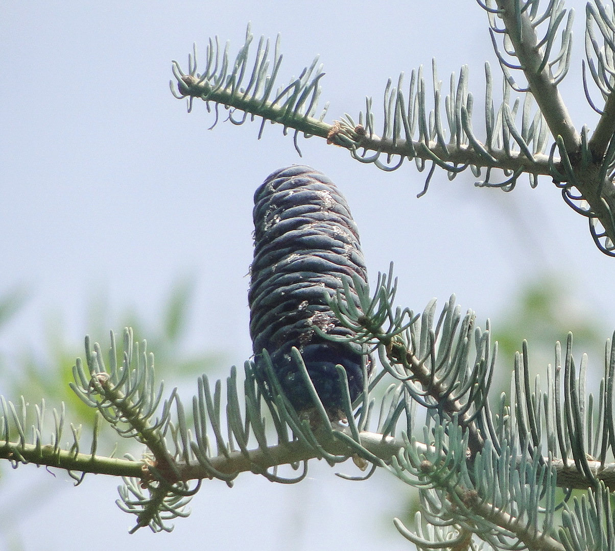 Abies concolor