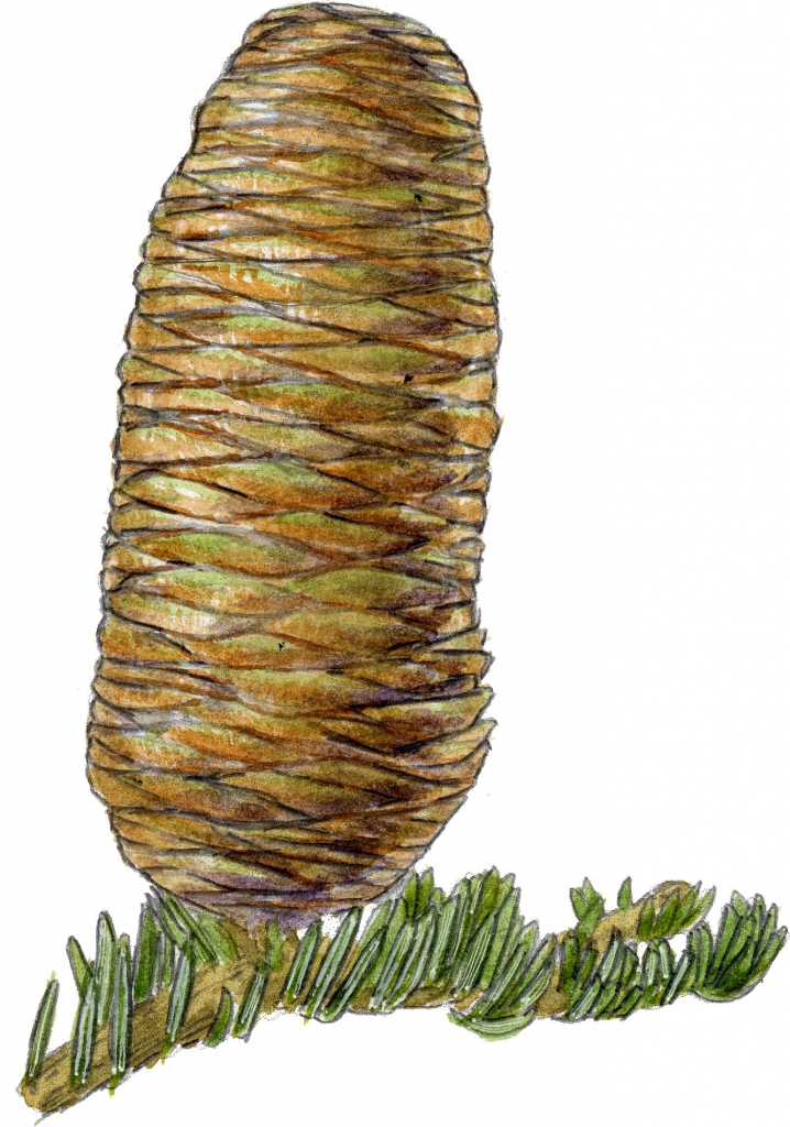 Abies concolor