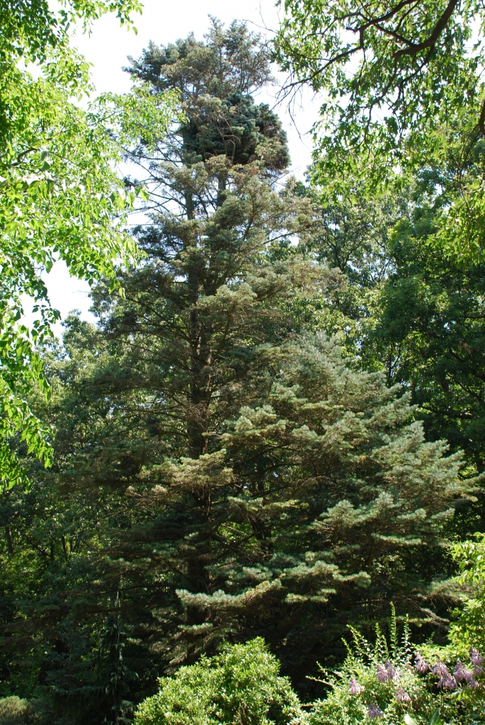 Abies concolor