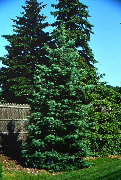 Abies concolor