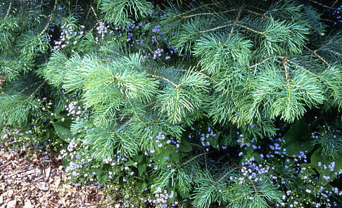 Abies concolor