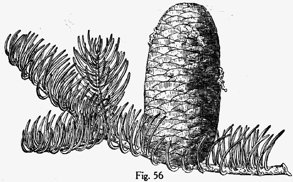 Abies concolor