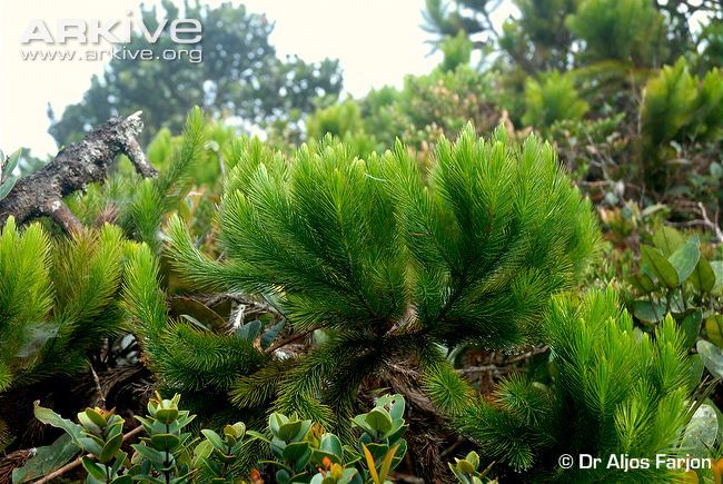 Dacrydium comosum