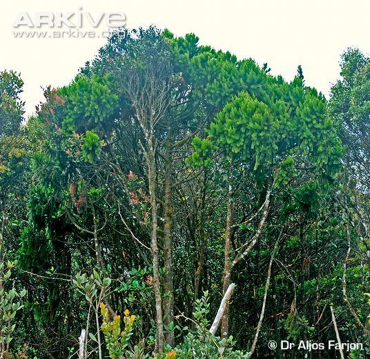 Dacrydium comosum