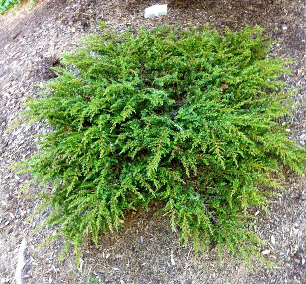 Juniperus communis
