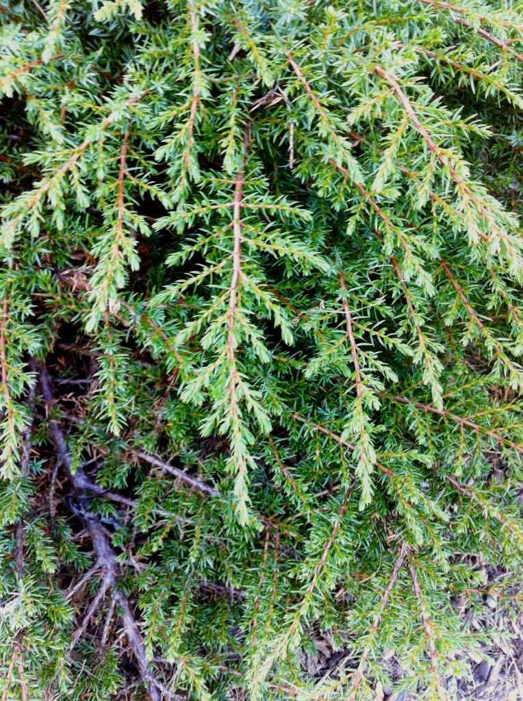 Juniperus communis