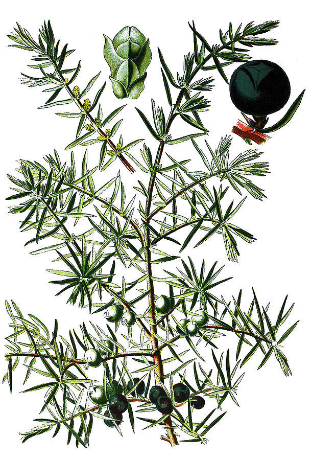 Juniperus communis