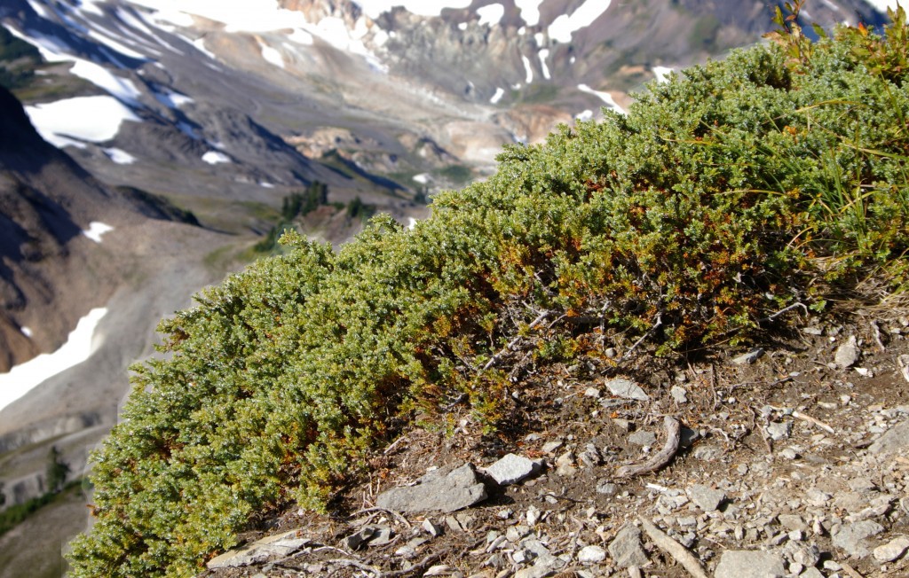 Juniperus communis