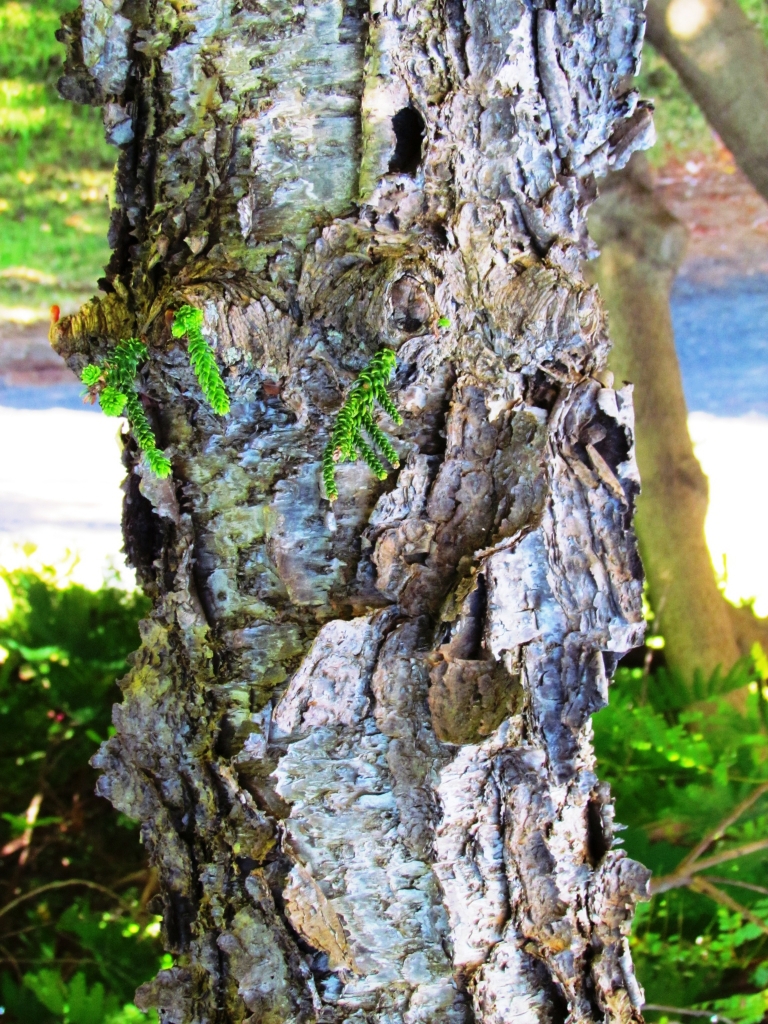 Araucaria columnaris