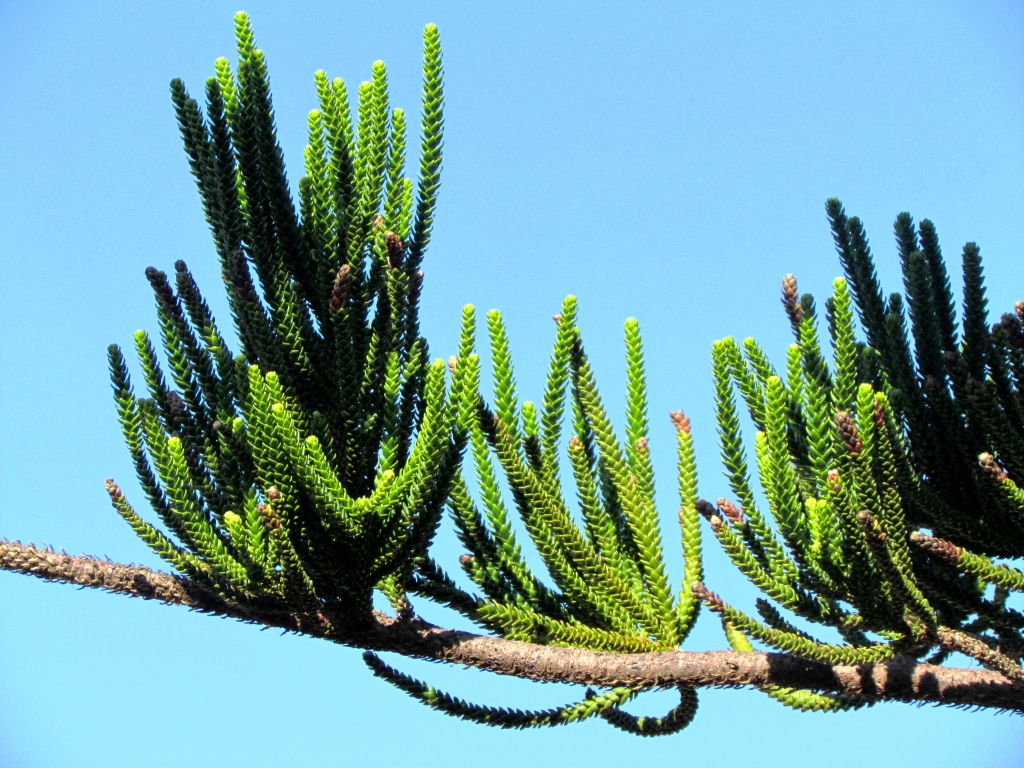 Araucaria columnaris