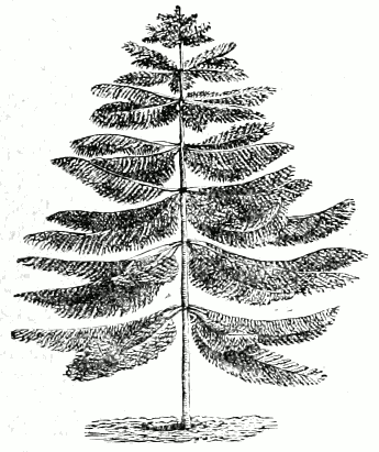 Araucaria columnaris
