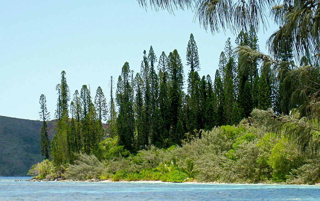 Araucaria columnaris