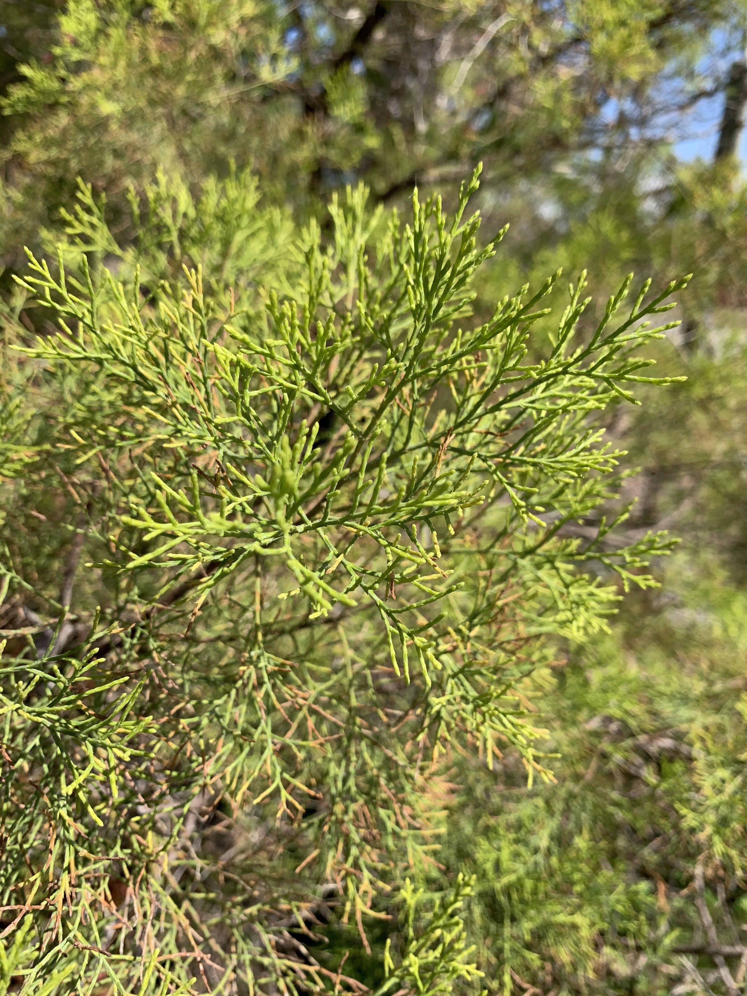 Callitris columellaris
