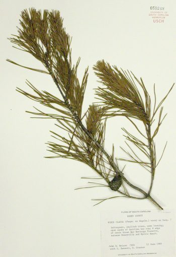 Pinus clausa