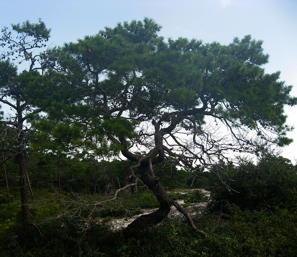 Pinus clausa