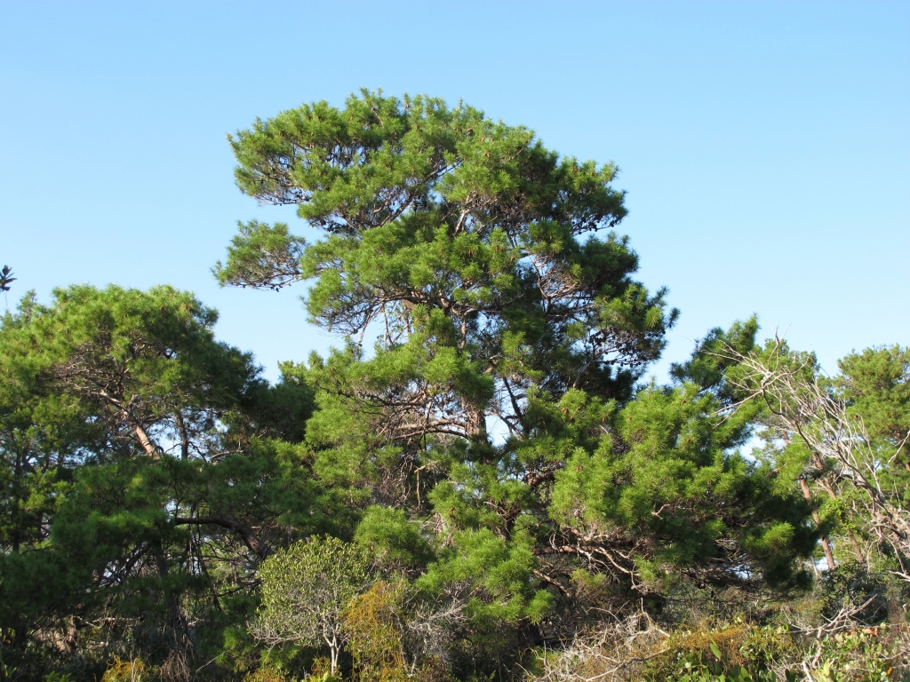 Pinus clausa