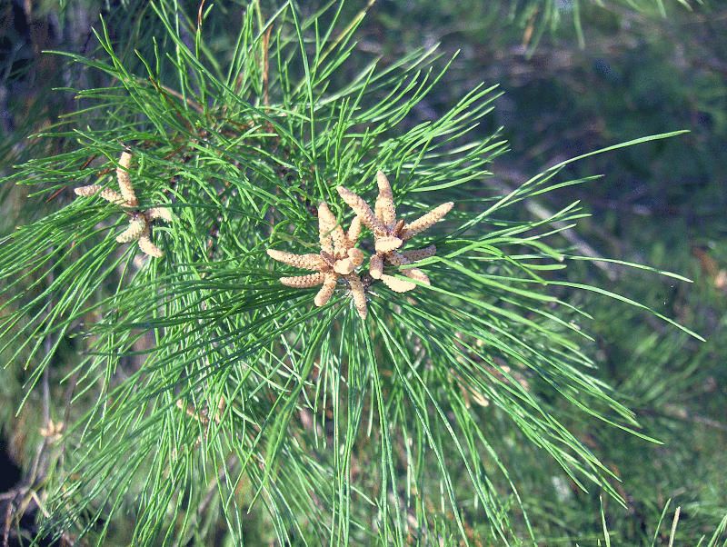 Pinus clausa
