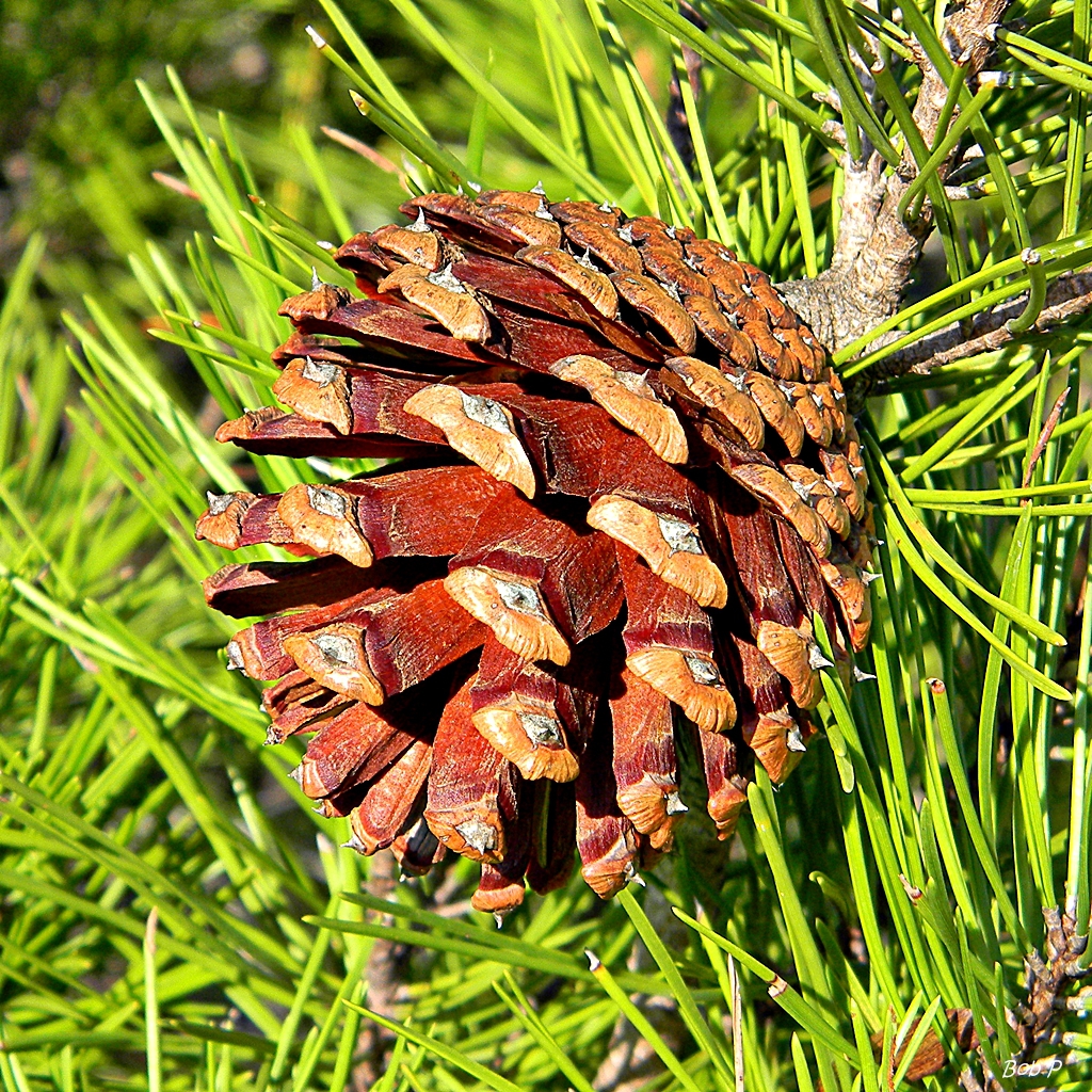 Pinus clausa