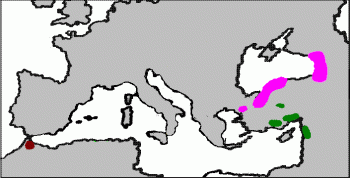 Abies cilicica