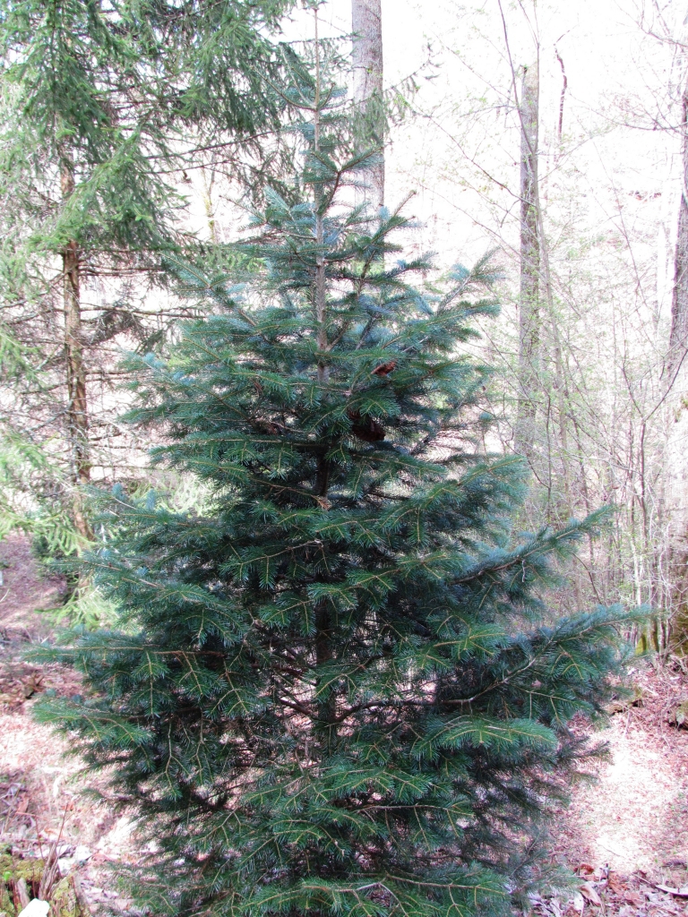 Abies cilicica