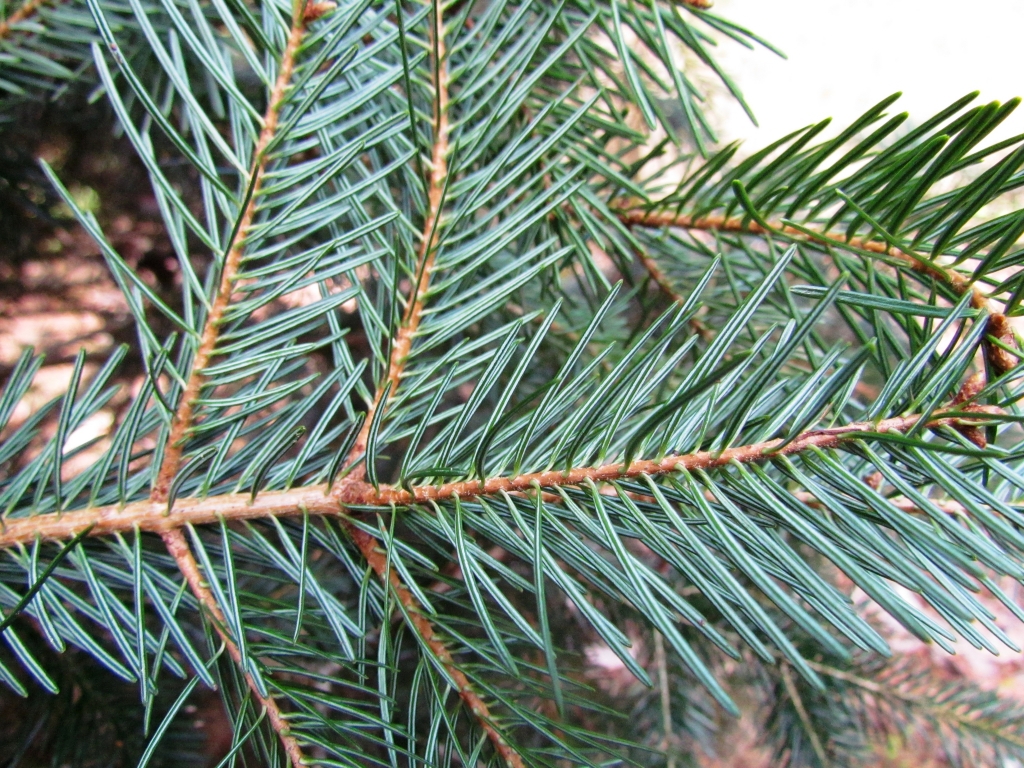 Abies cilicica