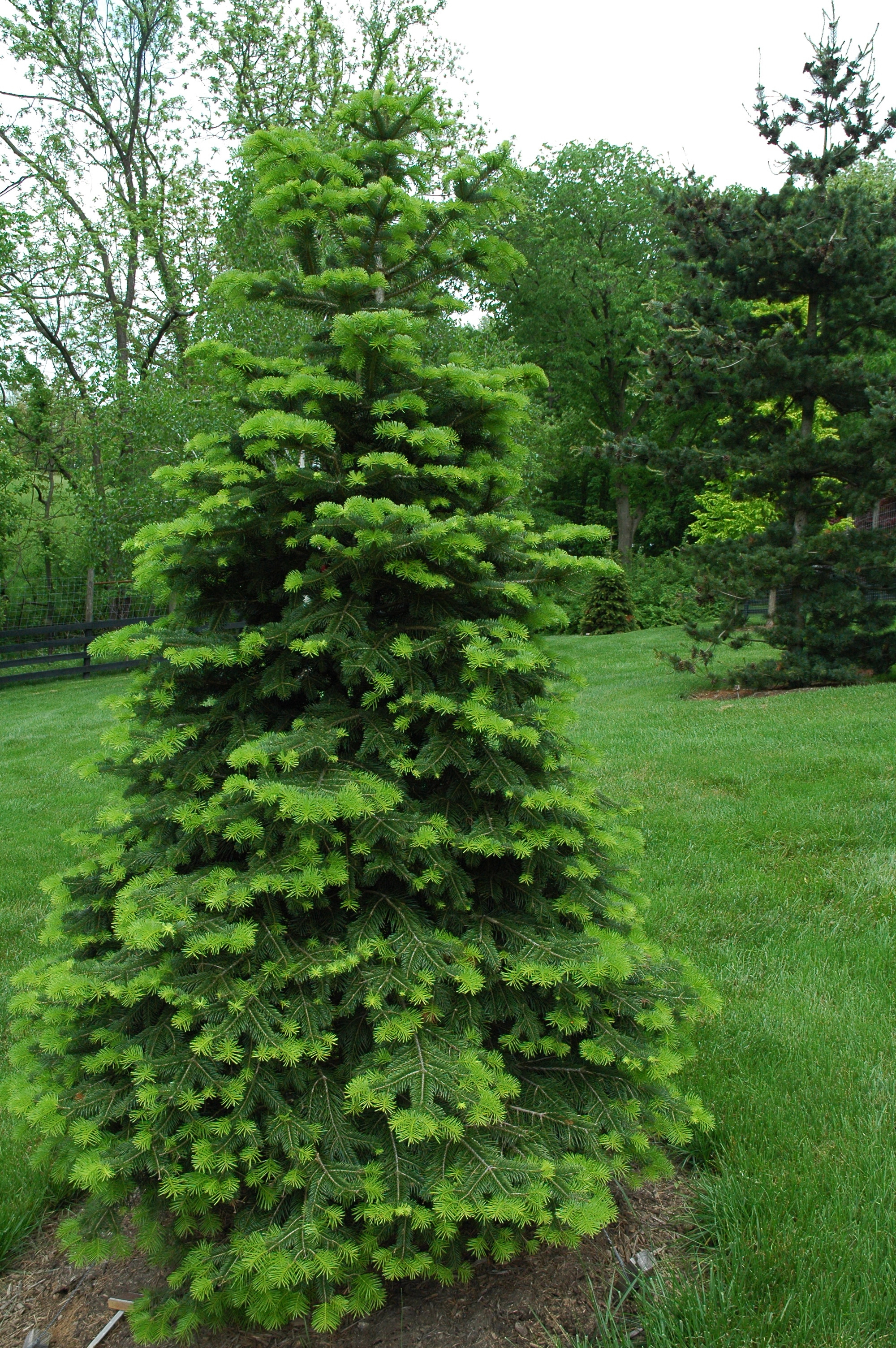 Abies cilicica