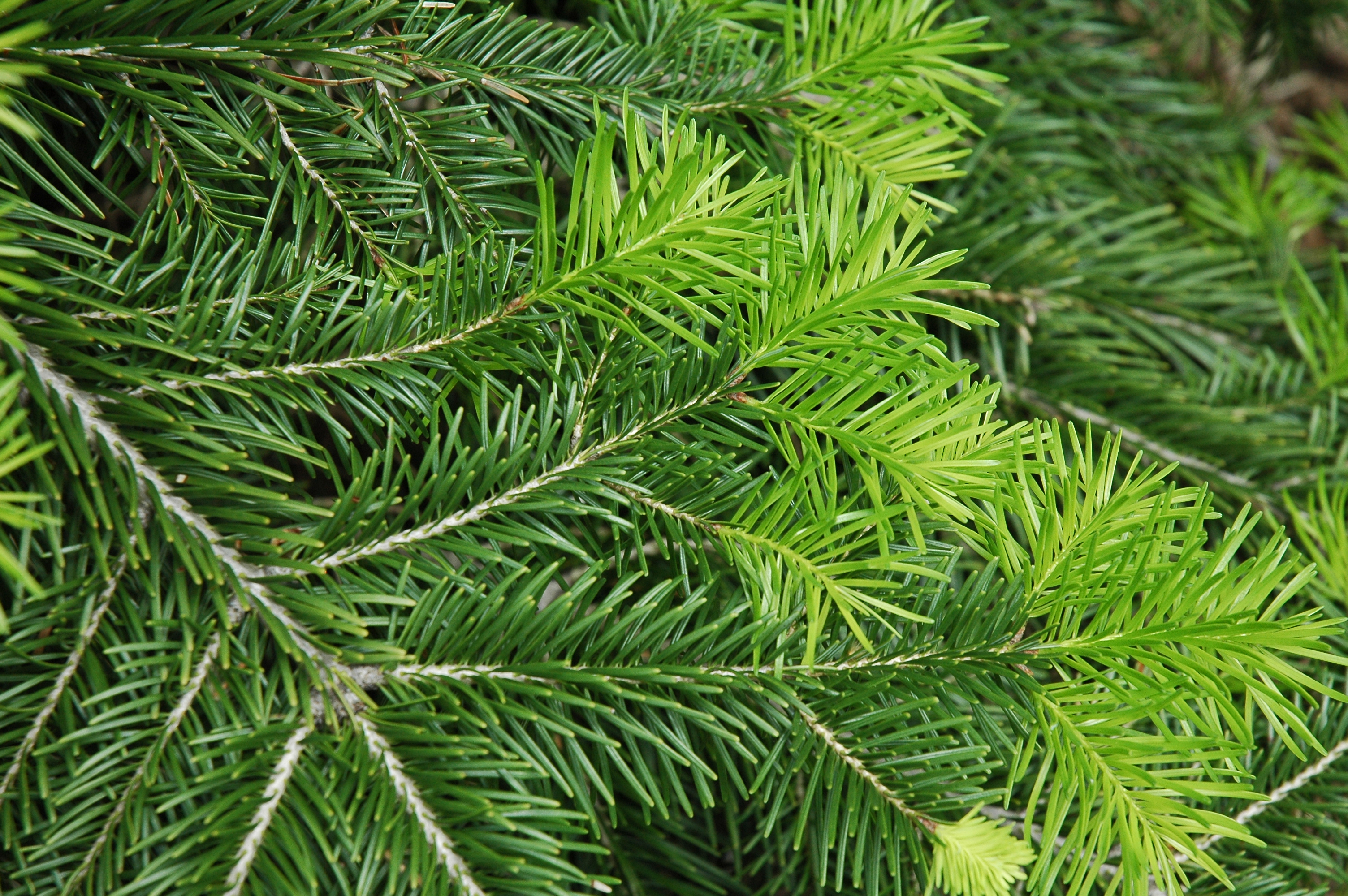 Abies cilicica