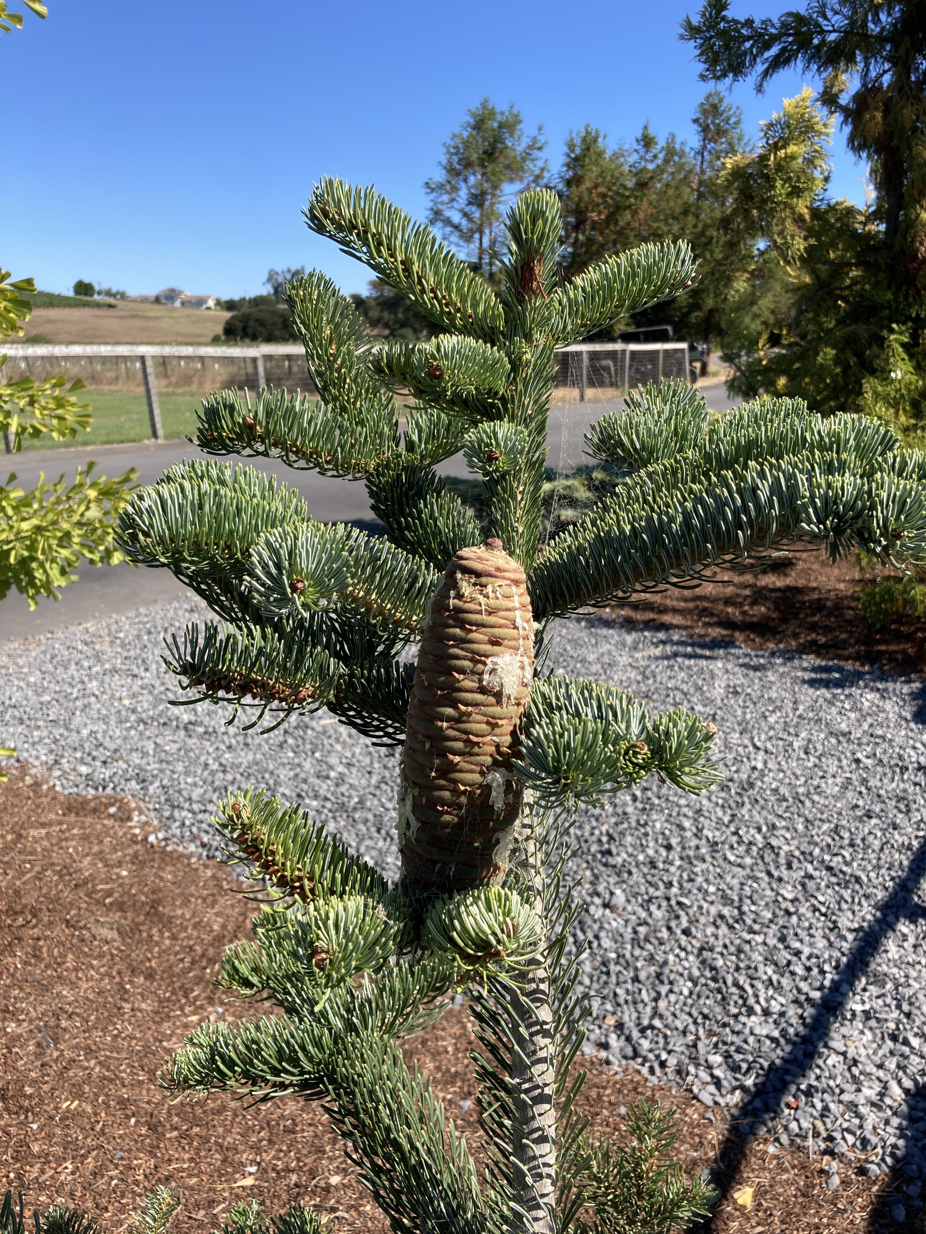 Abies cilicica