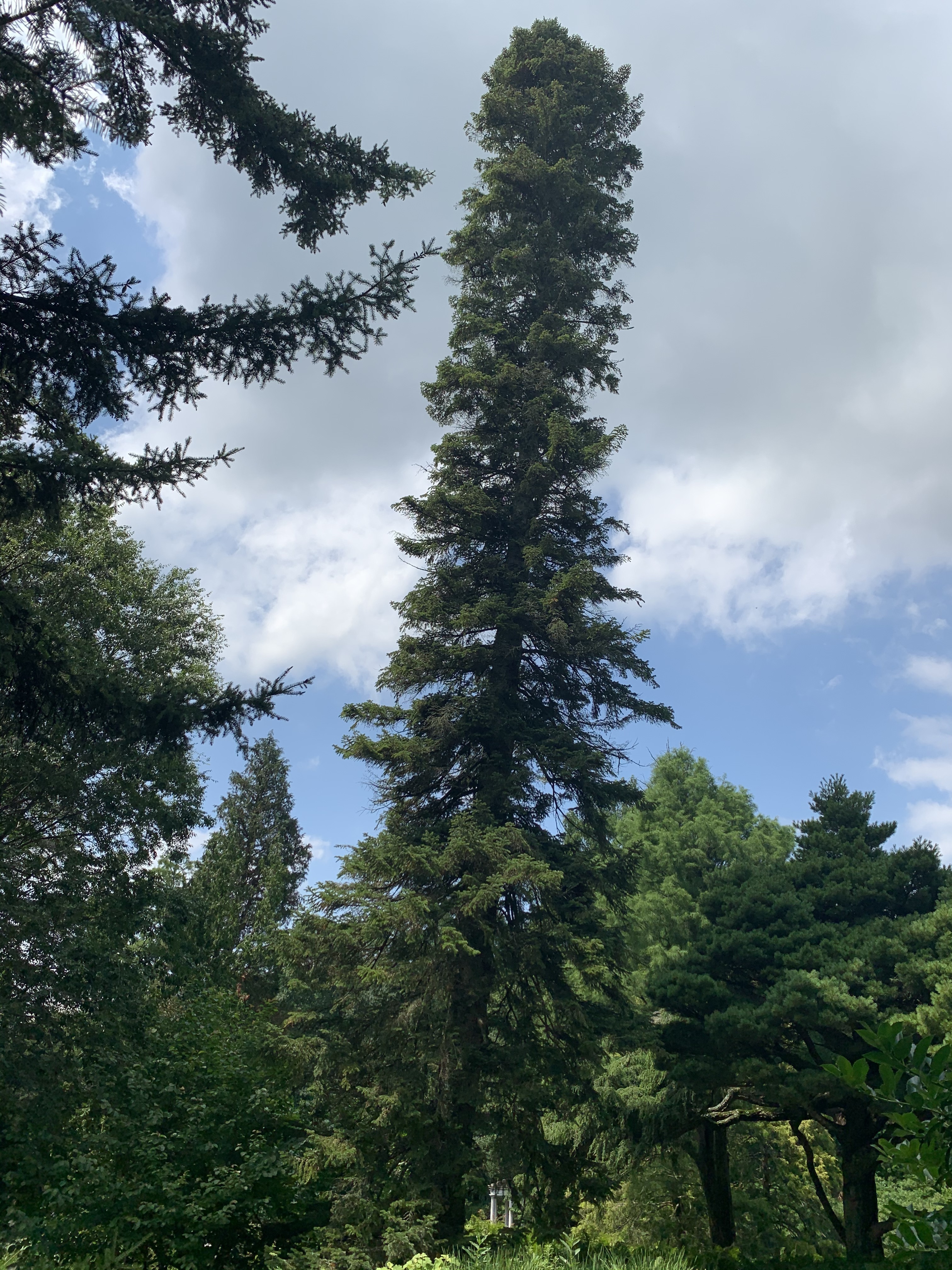 Abies cilicica