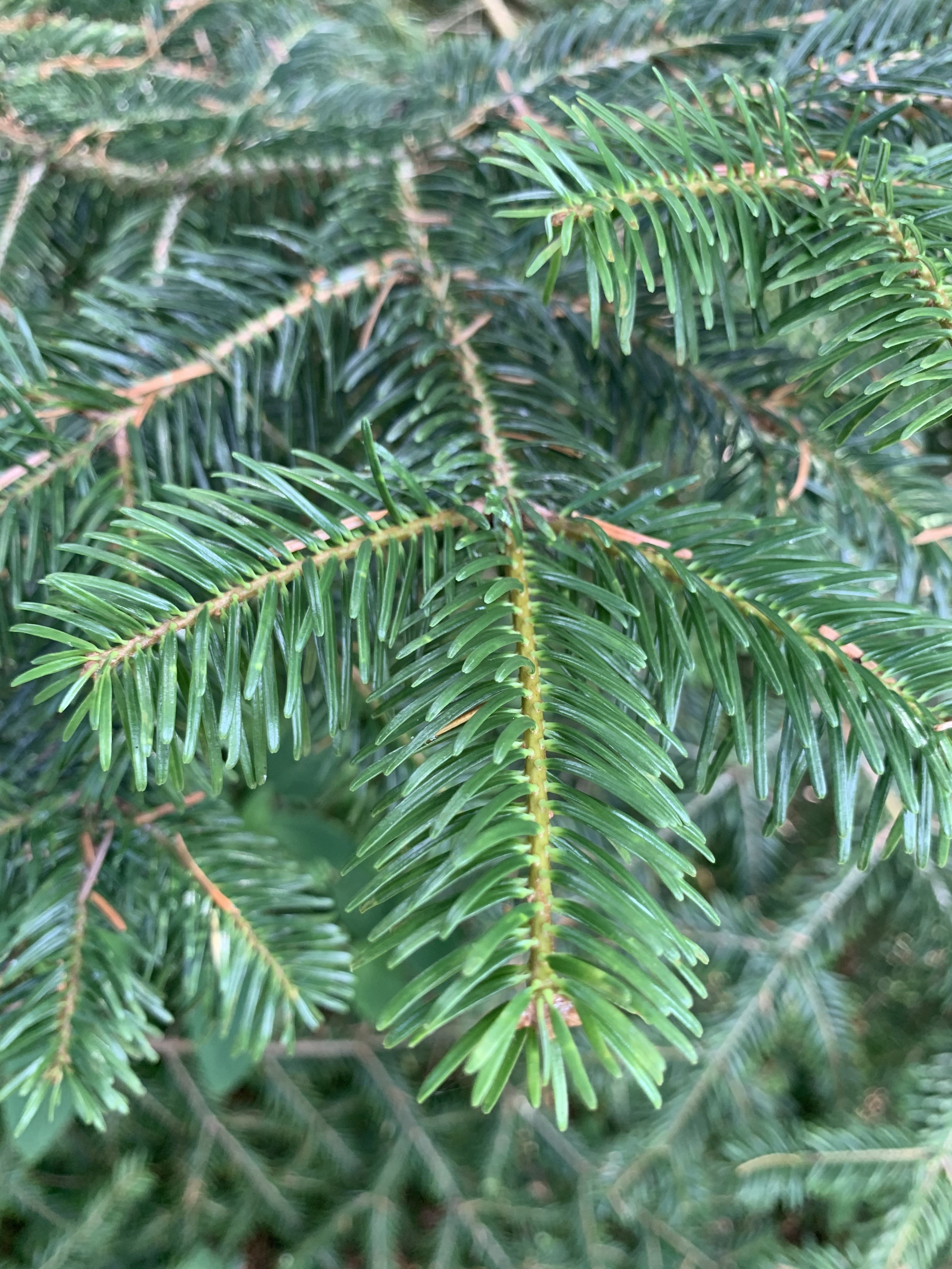 Abies cilicica