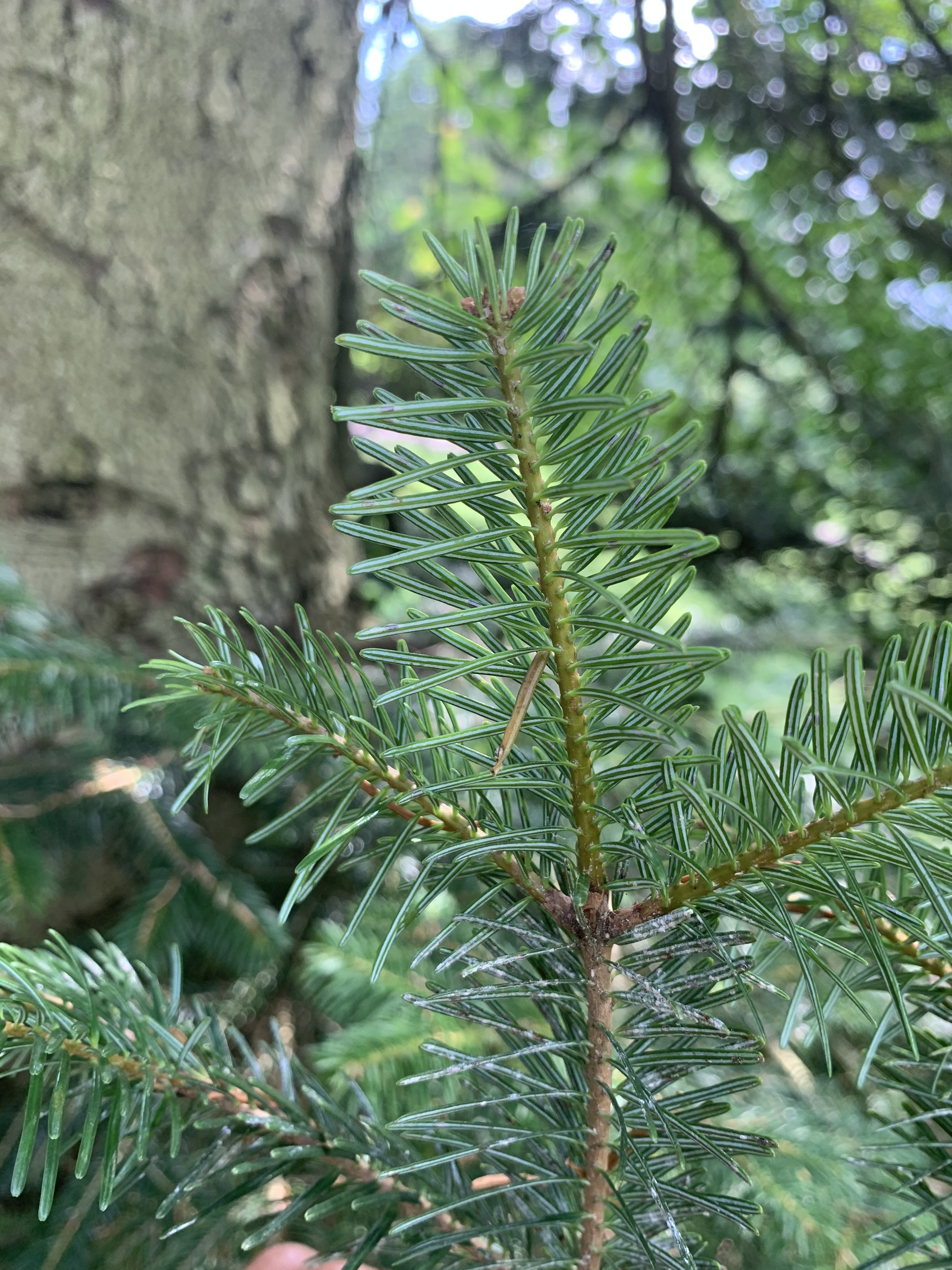 Abies cilicica